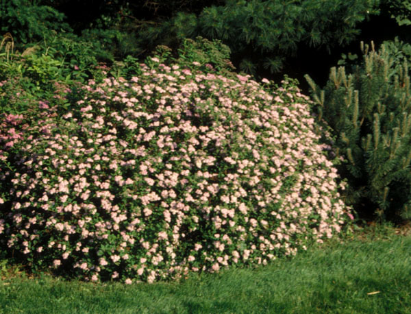 Bumald Spirea